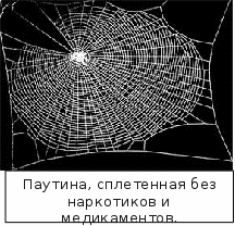 spider_11