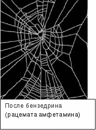 spider_13